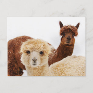 Cartão Postal Alpacas na Foto da Neve