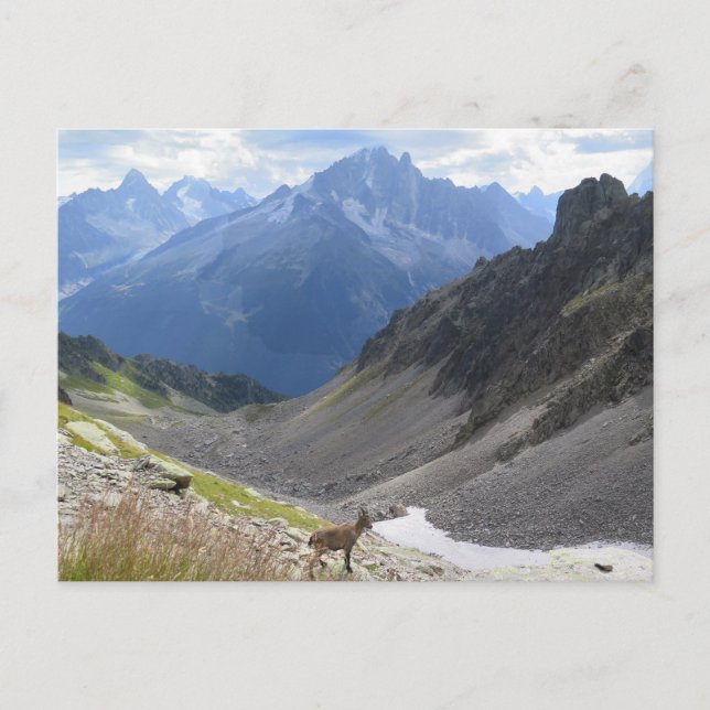 Cartão Postal Alpes Franceses Chamonix ibex (Frente)