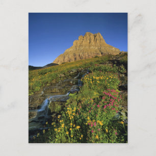 Cartão Postal Alpine wildflowers & Mt Clements at Logan Pass