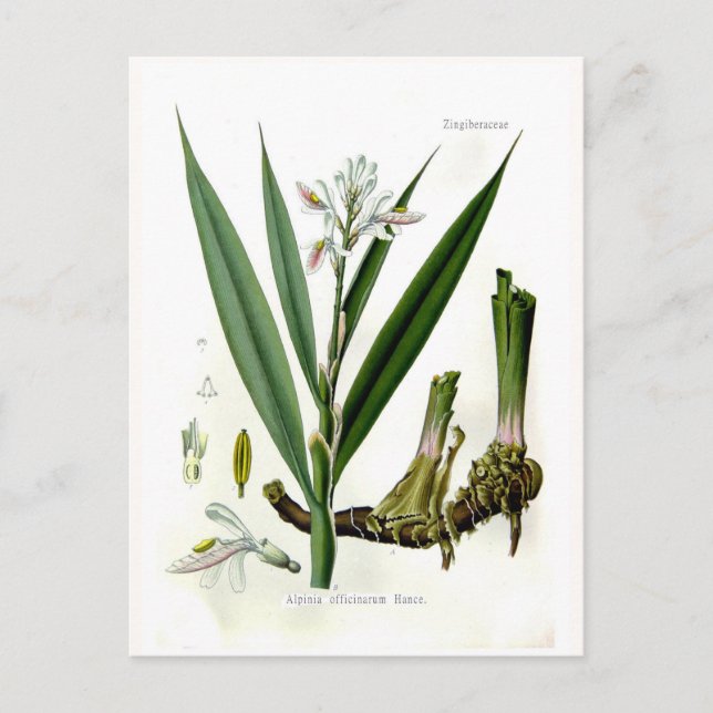 Cartão Postal Alpinia officinarum (Galangal) (Frente)