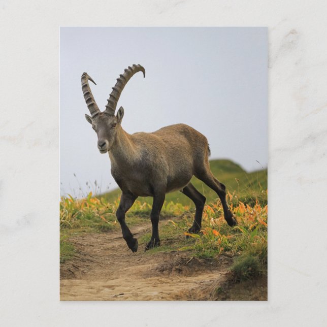 Cartão Postal Alpino selvagem, capra ibex ou steinbock (Frente)