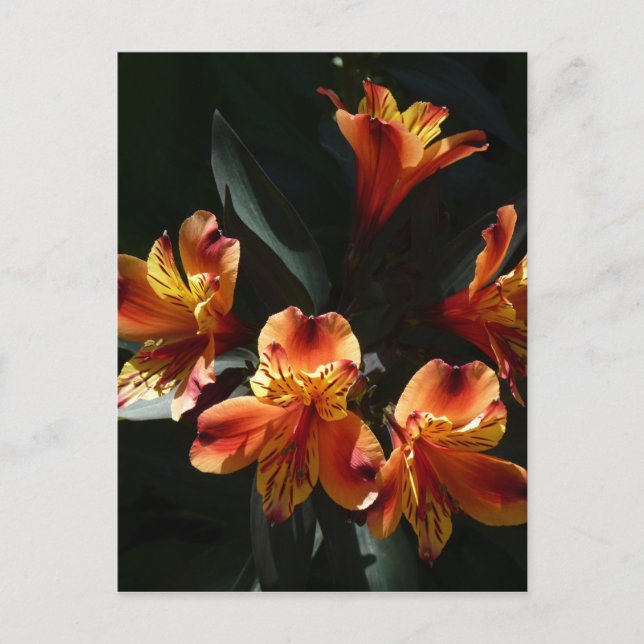 Cartão Postal alstroemère (Frente)