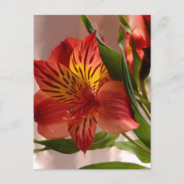 Cartão Postal Alstroemeria Autumn (Frente)