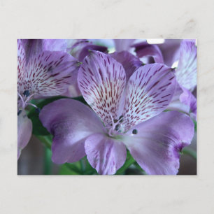 Cartão Postal Alstroemeria Lily