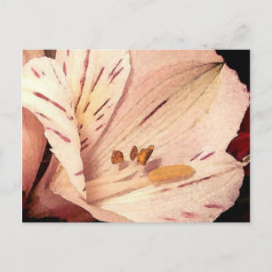 Cartão Postal Alstroemeria na floração
