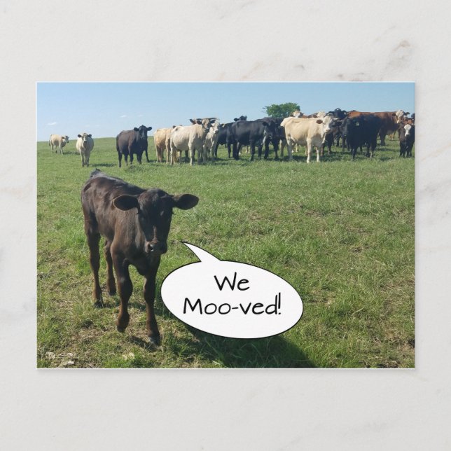 Cartão Postal Alteração de Vaca do Endereço que Movimentamos (Frente)