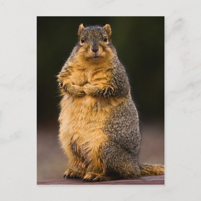 Cartão Postal Altura em Pé (Frente)