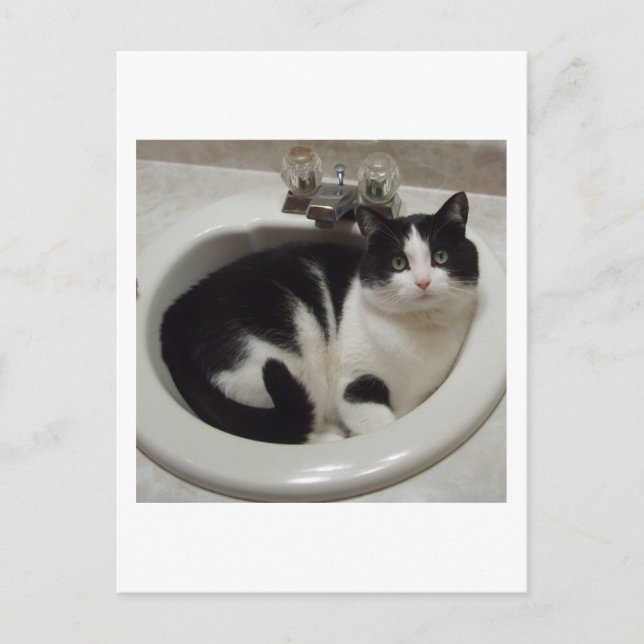 Cartão Postal Aluguel de amantes de gatos (Frente)