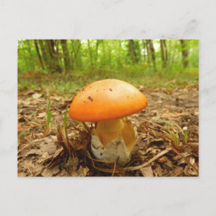 Cartão Postal Amanita Caesarea Mushroom Postcard