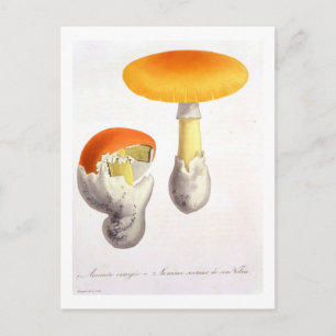 Cartão Postal Amanita Caesaria do 'Phytographie Medicale' por J