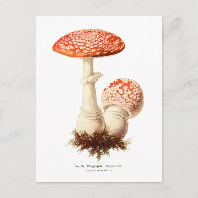 Cartão Postal Amanita muscaria (Frente)