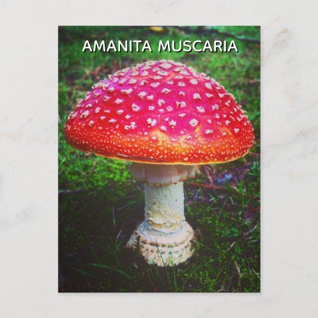 CARTÃO POSTAL AMANITA MUSCARIA (Frente)