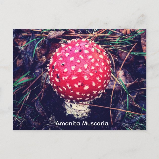 Cartão Postal Amanita Muscaria (Frente)