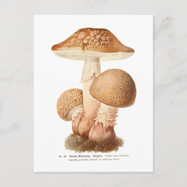 Cartão Postal Amanita pustulata (Frente)