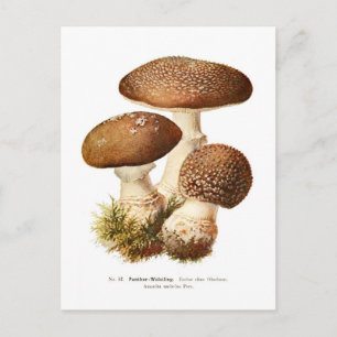 Cartão Postal Amanita umbrina