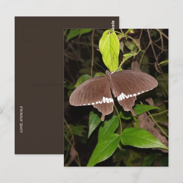 Cartão Postal amante da borboleta (Frente/Verso)