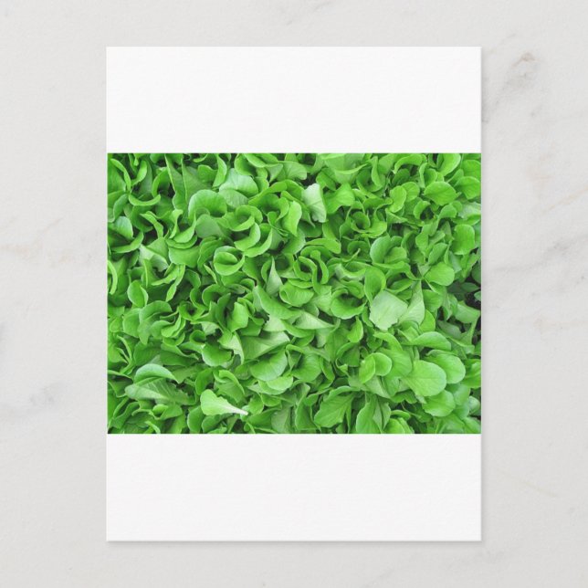 Cartão Postal amantes de alface (Frente)