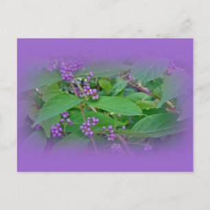 Cartão Postal Amarela Americana (americana Callicarpa)