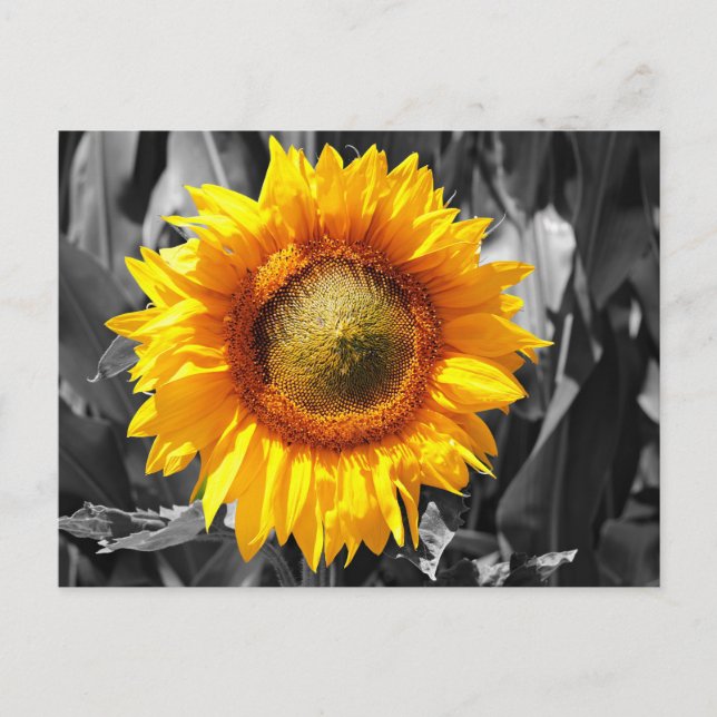 Cartão Postal Amarelo amarelo-sol branco-preto (Frente)