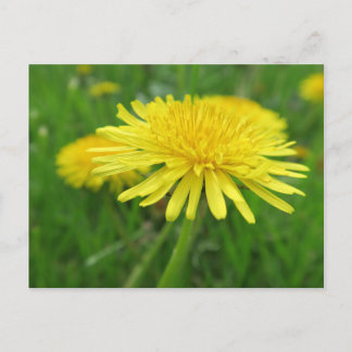 Cartão Postal amarelo, borboleta, planta, dandelion, prado,