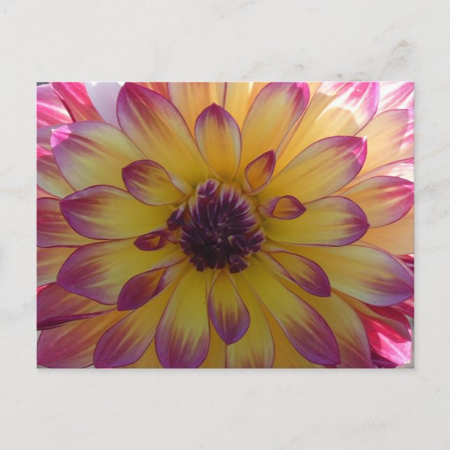 Cartão Postal Amarelo Cor-de-rosa sunny Dahlia Fechar Cartão-Pos (Frente)