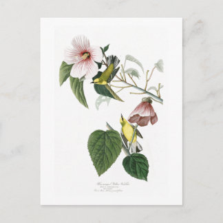 Cartão Postal Amarelo de asas azuis - Aves de Audubon