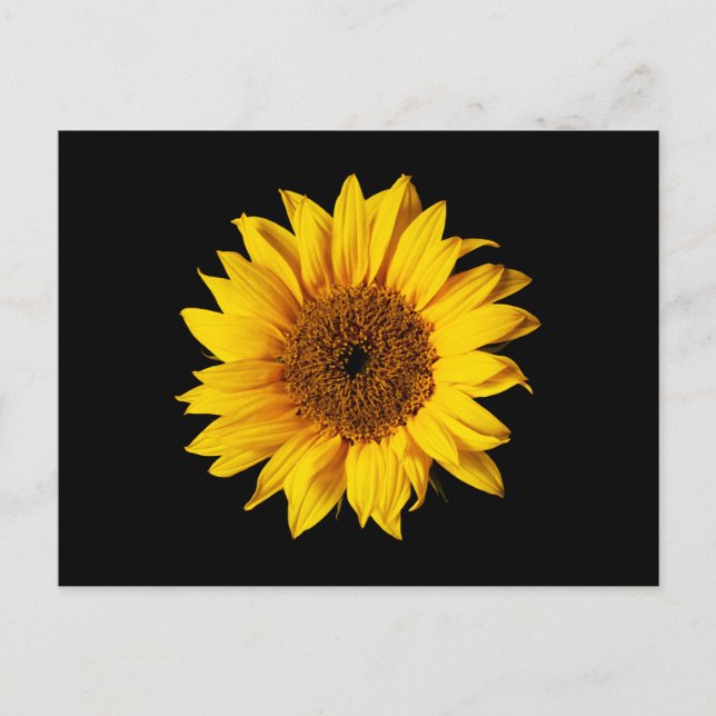 Cartão Postal Amarelo de girassol em preto - Flores Sun personal (Frente)
