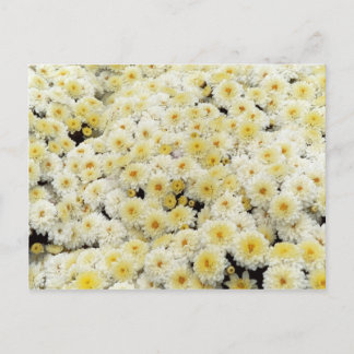 Cartão Postal Amarelo e Branco