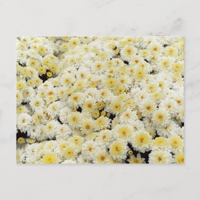 Cartão Postal Amarelo e Branco (Frente)