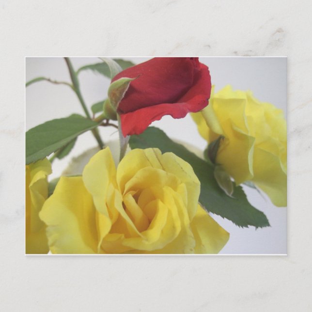 Cartão Postal Amarelo e Rosas vermelhas (Frente)