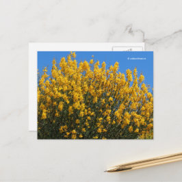 Cartão Postal Amarelo Falso Indigo Selvagem Indigo Horseflyweed