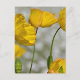 Cartão Postal Amarelo feliz