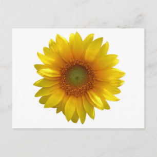 Cartão Postal Amarelo Floral Girassol Olá, Amor, Saudades