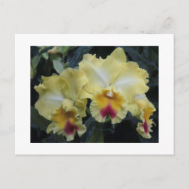 Cartão postal amarelo-orquídeo