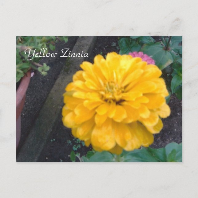 Cartão Postal Amarelo Zinnia (Frente)