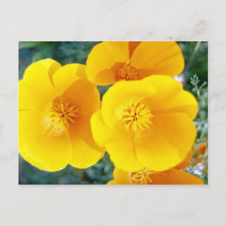 Cartão Postal amarelos da Califórnia em flores de cheio