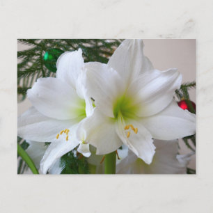 Cartão Postal Amarílis Branca e Árvore de Natal
