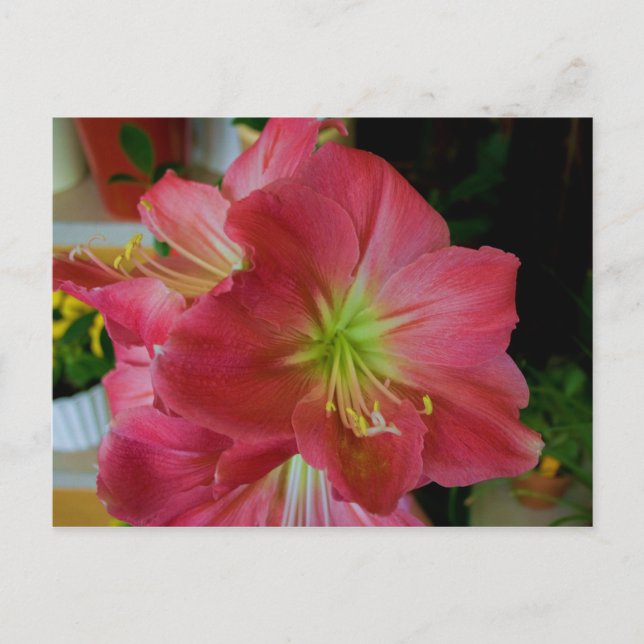 Cartão Postal amarílis rosa (Frente)