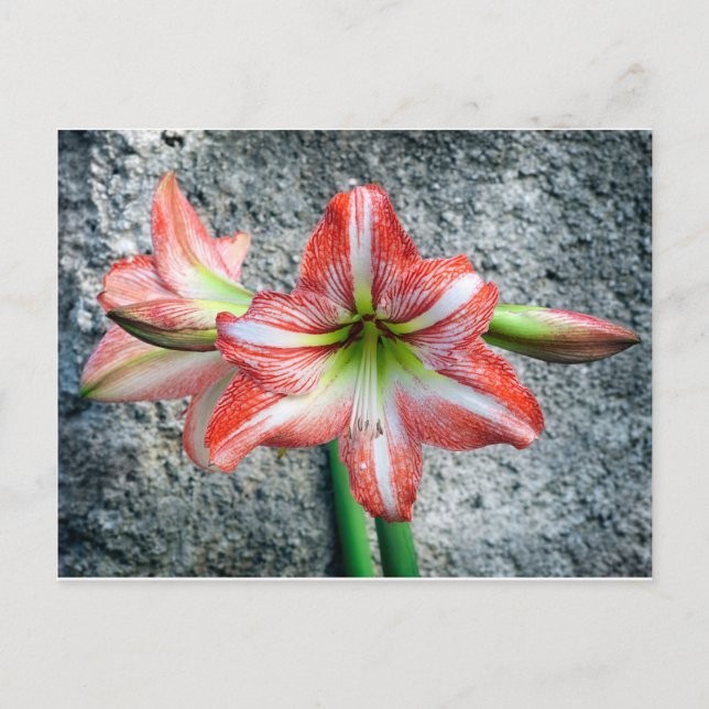 Cartão Postal Amaryllis (Frente)
