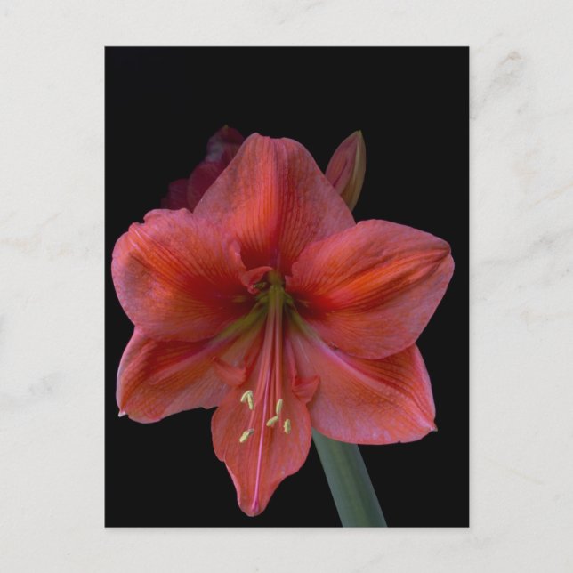 Cartão Postal Amaryllis (Frente)