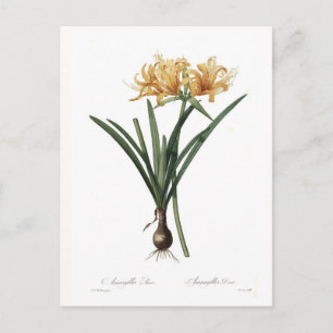 Cartão Postal Amaryllis aurea
