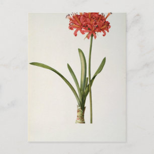 Cartão Postal Amaryllis Curvifolia, 1809, de Les