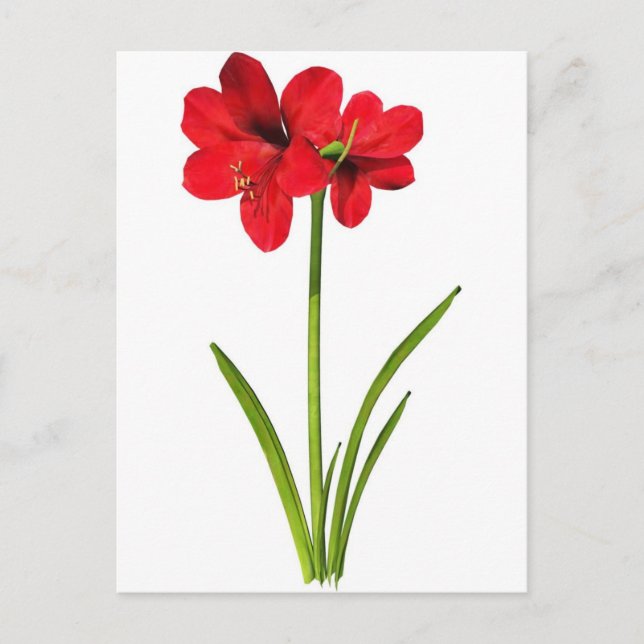 Cartão Postal Amaryllis em vermelho (Frente)