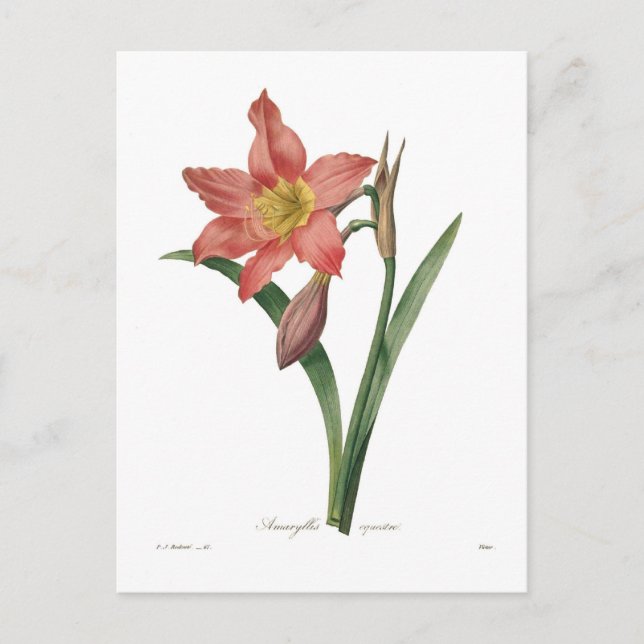 Cartão Postal Amaryllis equestris (Frente)