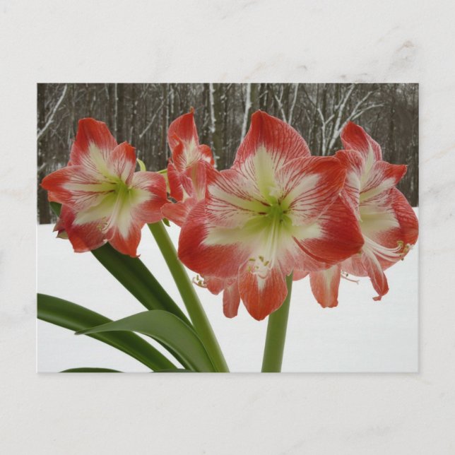 Cartão Postal Amaryllis no Feriado Vermelho de Neve Floral de in (Frente)