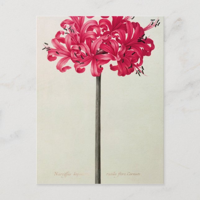 Cartão Postal Amaryllis Sarniensis, ou Narciso (Frente)
