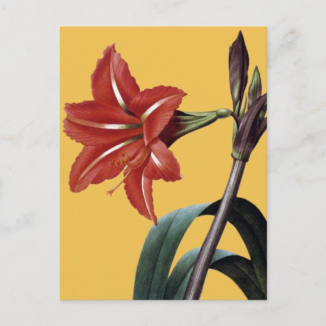 Cartão Postal Amaryllis Striped (Frente)