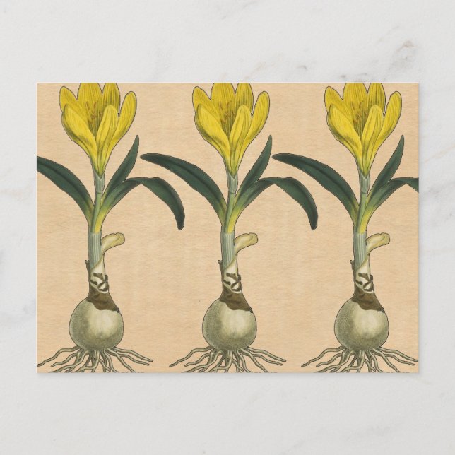 Cartão Postal Amaryllis Tulip Botanical Garden Flower (Frente)