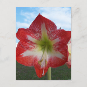 Cartão Postal Amaryllis vermelho e branco MegaStar
