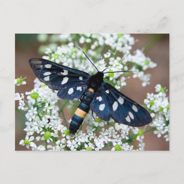 Cartão Postal Amata phegea (Frente)